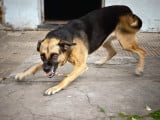 Berger Allemand atteint de rage