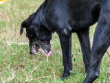 Un chien noir vomit dans l'herbe du jardin