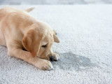 Un chiot Labrador a fait pipi sur le tapis