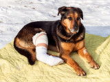 Un gros chien avec un plâtre à la patte arrière
