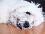 Un chien inconscient est couché sur le sol