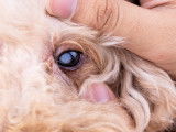 Gros plan sur l'oeil d'un chien
