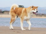 Un chien Akita a du mal à respirer sur la plage