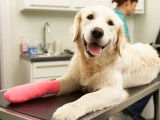 Labrador au ligament croisé rompu