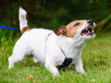 Un chien en train d'aboyer de manière agressive