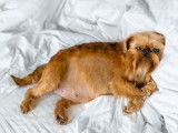 Une chienne Griffon Bruxellois allongée sur un lit