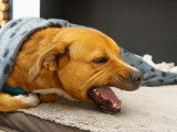 Un chien sous une couverture en train de tousser