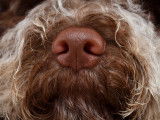 La truffe d'un chien en gros plan