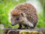 Un hérisson sur une souche d'arbre