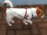 Un Jack Russell atteint de luxation de la rotule