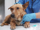 Une vétérinaire écoute la respiration d'un chien malade