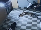 Un léopard attaque un chien en pleine nuit en Inde