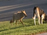 Un coyote surprend un chien dans la rue