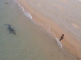 Un crocodile suit du regard un chien sur la plage