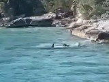 Un chien poursuit un requin-marteau aux Bahamas