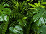Différentes plantes nocives pour les chiens