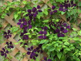 Une clématite grimpante avec de belles fleurs violettes