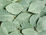 Des feuilles d'eucalyptus