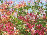 Un chèvrefeuille rose en fleurs