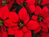 De belles poinsettias aux grandes fleurs rouges