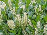 Une haie de laurier-cerise tout en fleurs