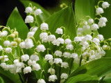 Plusieurs branches de muguet