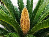 Un cycas aux grandes feuilles