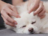 Le shiatsu pour les chiens