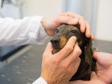 La luxation du cristallin chez le chien