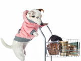 Frais de santé : le budget santé d'un chien