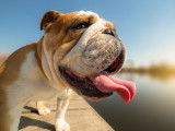 Un chien de type Bouledogue halète au soleil