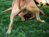 Les testicules d'un chien vu de dos