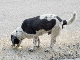 Un chien vomit jaune sur le sol