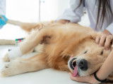 Un vétérinaire allonge un Golden Retriever anesthésié pour l'opérer