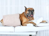 Pourquoi faire faire de la kinésithérapie à mon chien ?