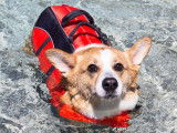 L'hydrothérapie pour chien
