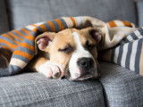 Un chien malade allongé sur un capané sous une couverture
