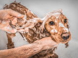 Un homme fait un shampoing à son Cocker