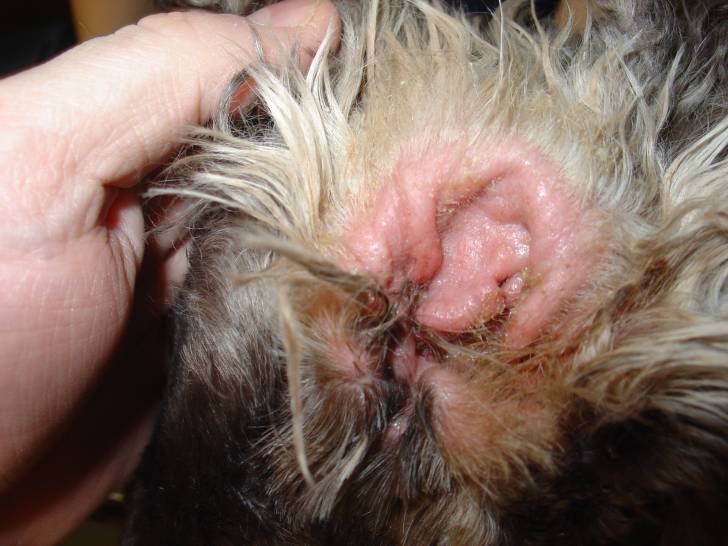 Gale des oreilles chez le chien : Cause, symptômes et traitements