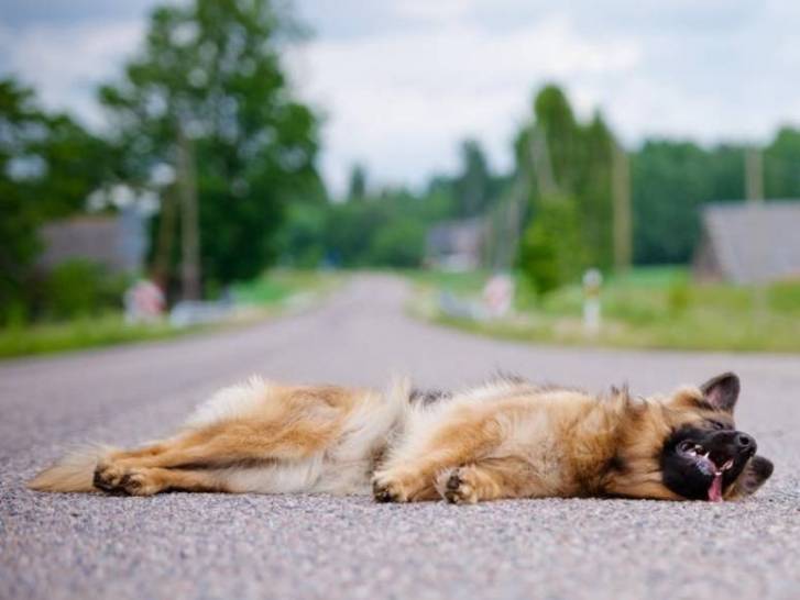 Mon chien a eu un accident