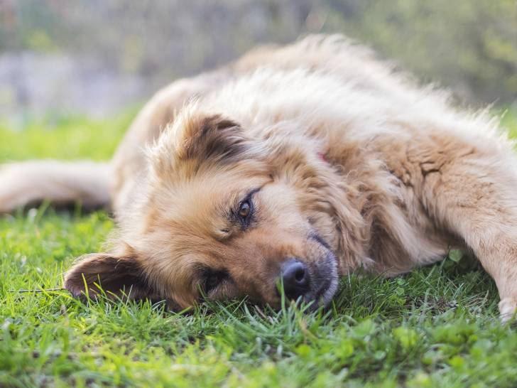 Mon chien est en état de choc
