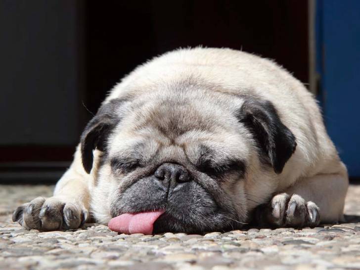 Que faire si mon chien convulse ?