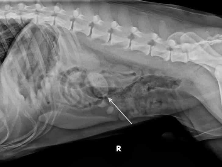 Les tumeurs rénales chez le chien