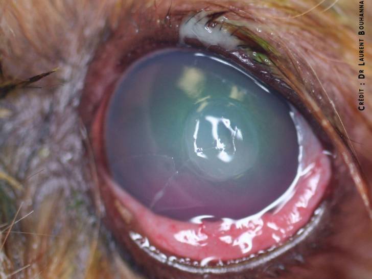 L'ulcère de l'oeil chez le chien : symptômes, traitement...