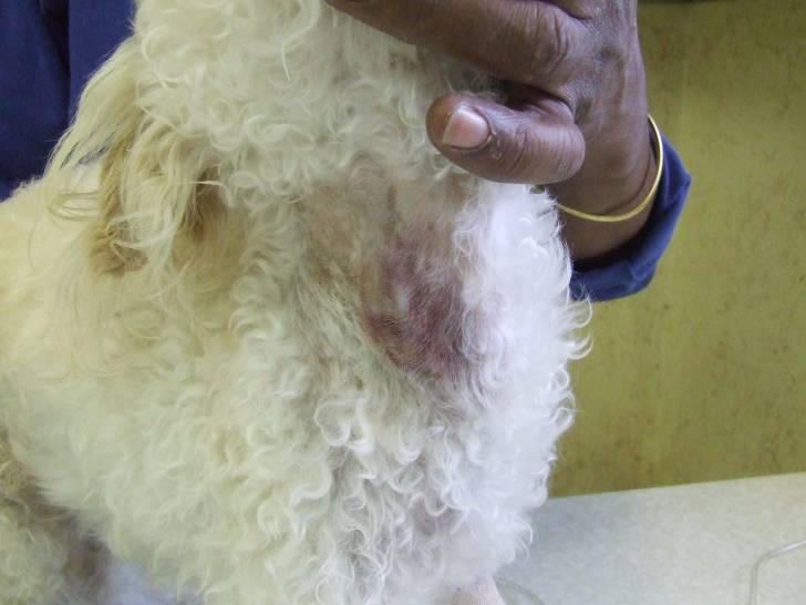 La cirrhose du foie chez le chien : symptômes, traitement...
