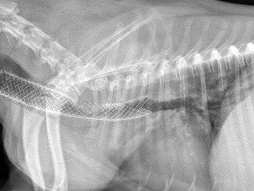 Une radiographie du thorax d'un chien