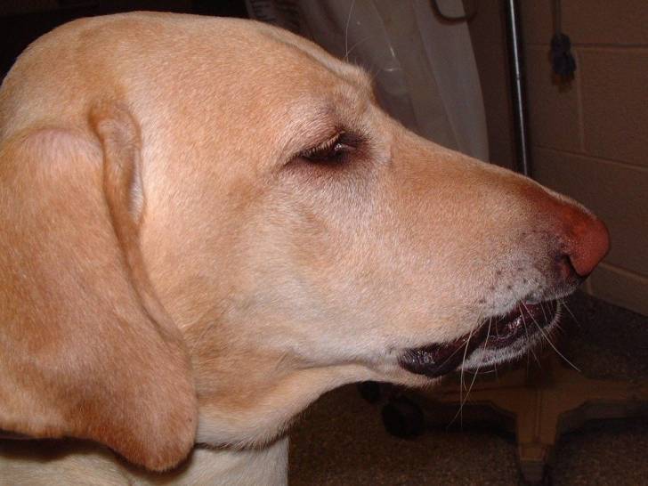 La tumeur des cavités nasales chez le chien