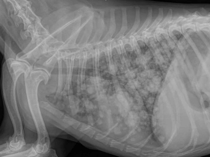 Le cancer du poumon chez le chien : symptômes, traitement...