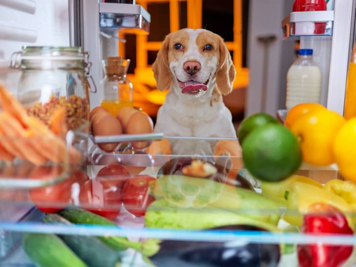 Chien debout devant les bacs du frigo