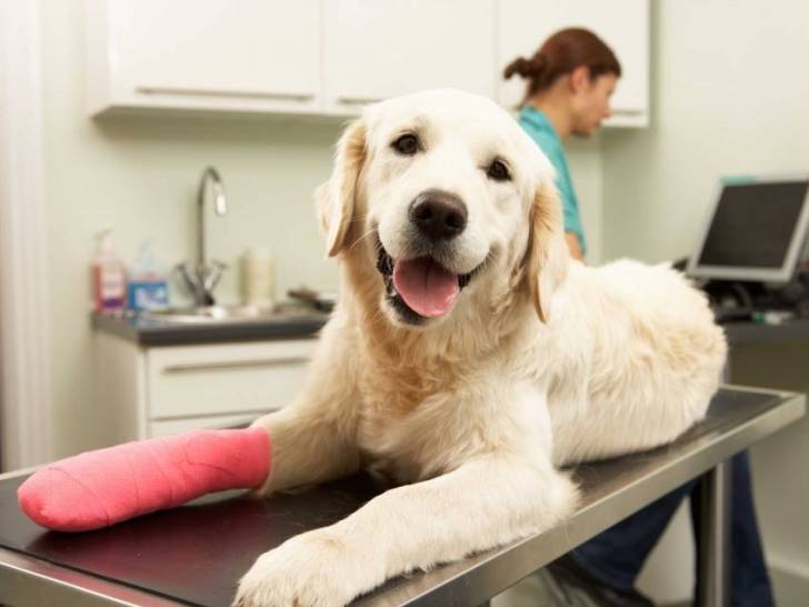 Un Golden Retriever avec la patte avant droite cassée